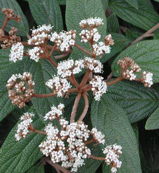 Immergrüne Zungen-Schneeball