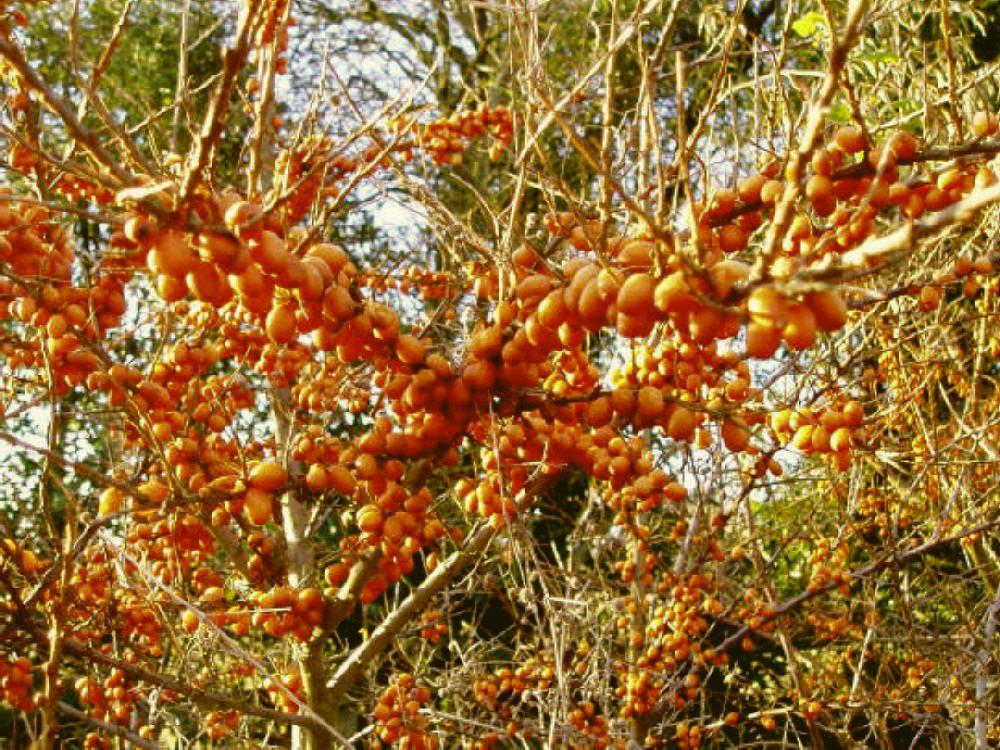 Heimische Futterpflanzen für unsere Vögel