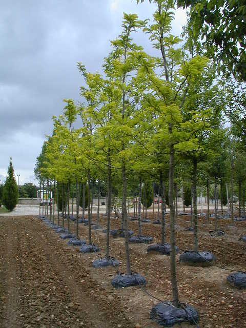 Gleditsia triacanthos 'Sunburst'
