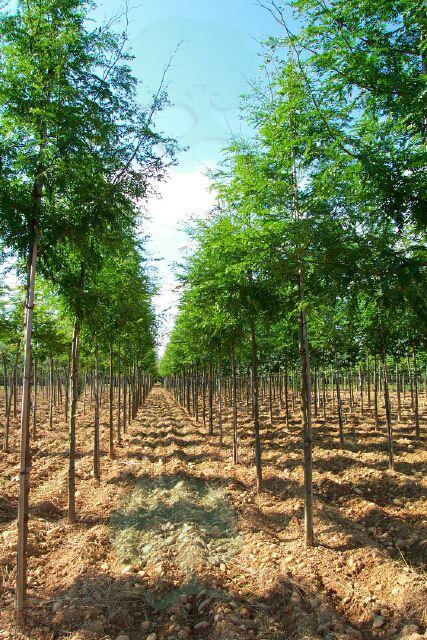 Lederhülsenbaum 'Sunburst'