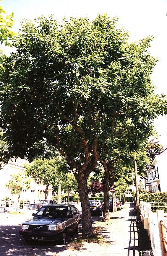 Blasenbaum, Blasenesche - Sapindaceae