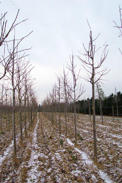 Blasenbaum, Blasenesche - Sapindaceae