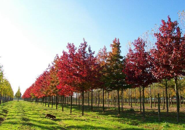 Liquidambar styraciflua