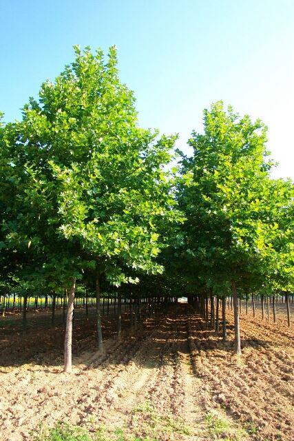 Platanus acerifolia