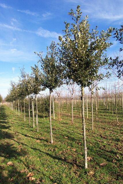 Quercus ilex