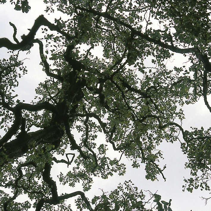 Robinia pseudoacacia 'Tortuosa'