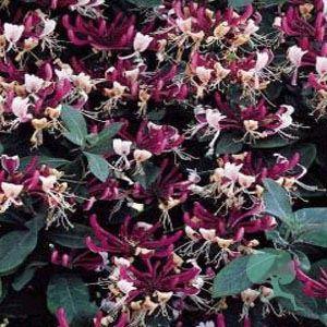 Lonicera periclymenum Serotina