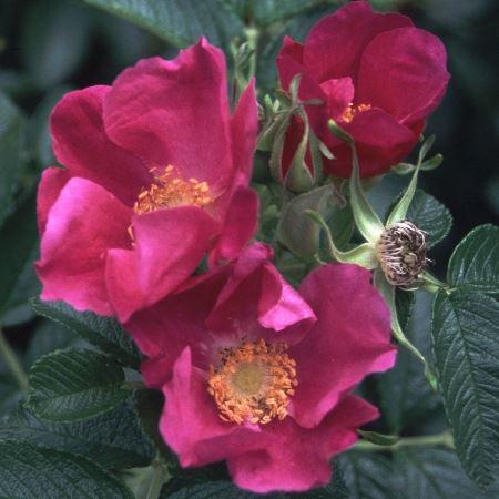 Rosa rugosa 