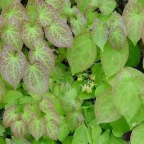 Epimedium x versicolor ´Sulphureum´