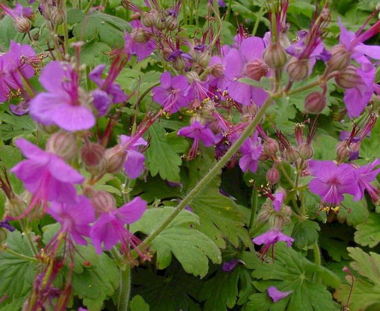 Geranium macrorrhizum 'Ingwersen'