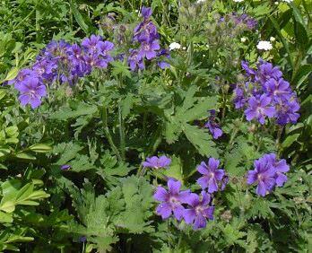 Pracht-Storchschnabel