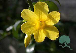 Jasminum nudiflorum