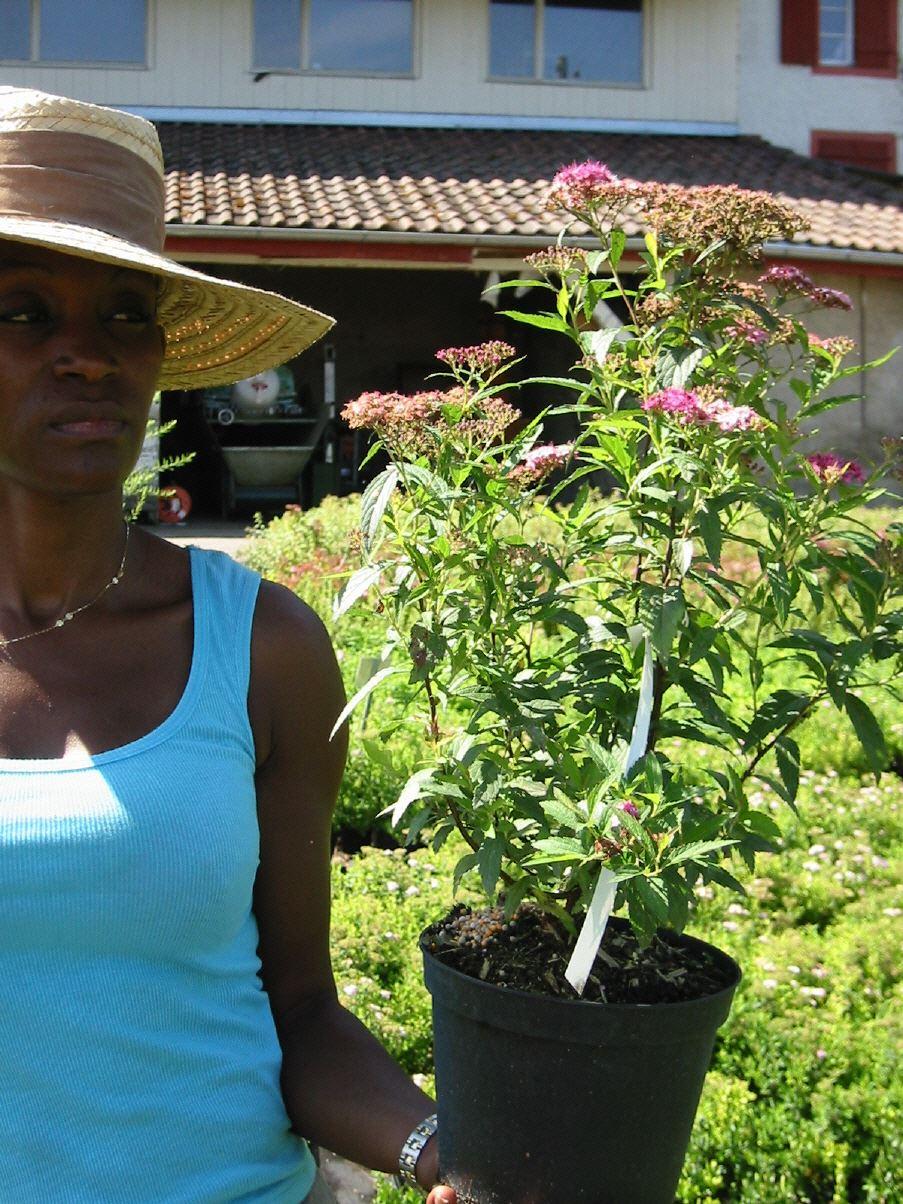 Rote Sommerspiere 'Anthony Waterer Sapho' 