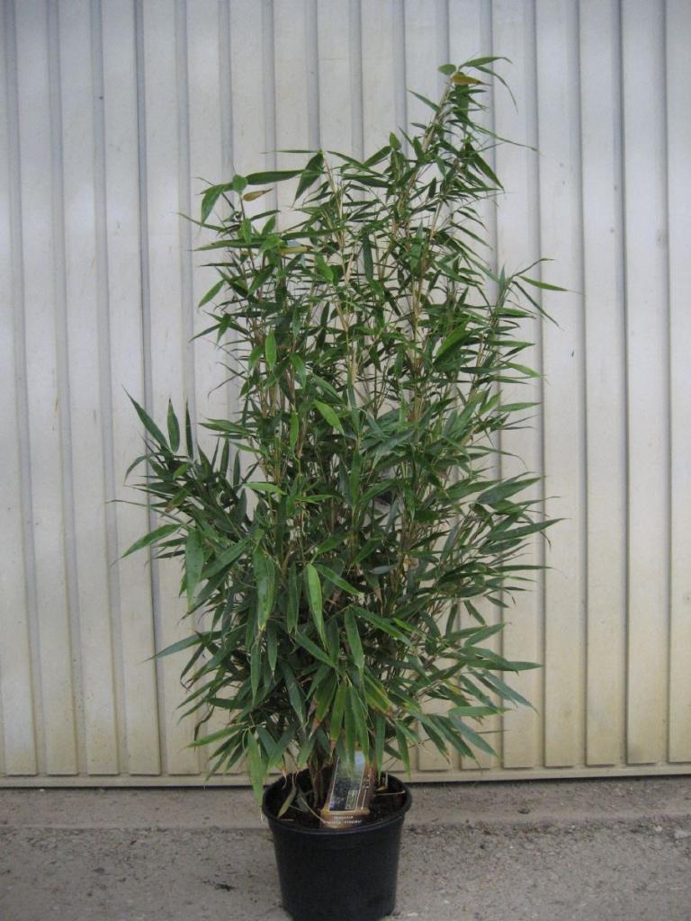 Fargesia murielae  'Silver Bird' ® /  Bambus