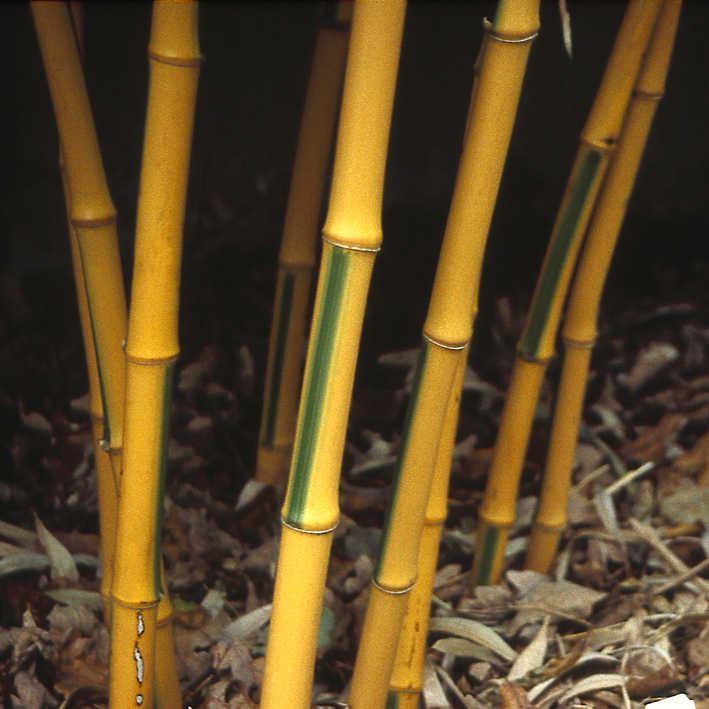 Phyllostachys bamb.'Castilloni'