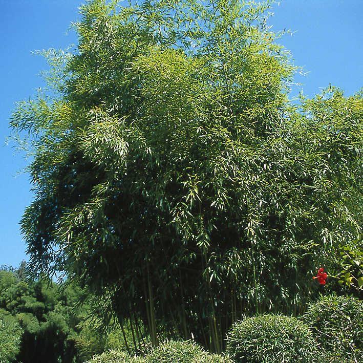Phyllostachys nigra 'Henonis' /  Bambus